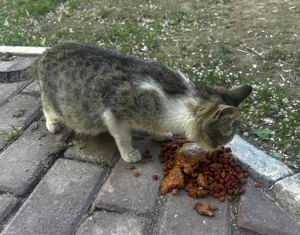 Heyvansevərlər Klubu